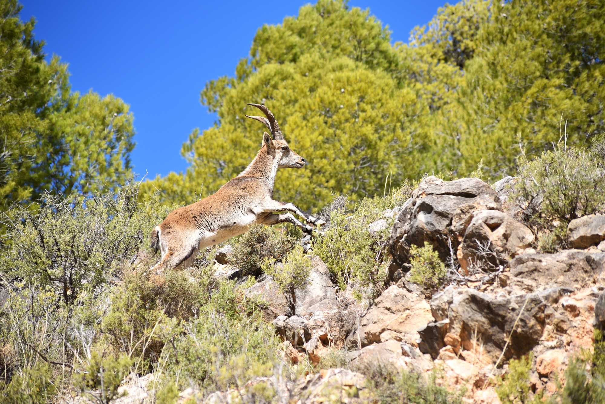 The Hunt For Spanish Beceite Ibex