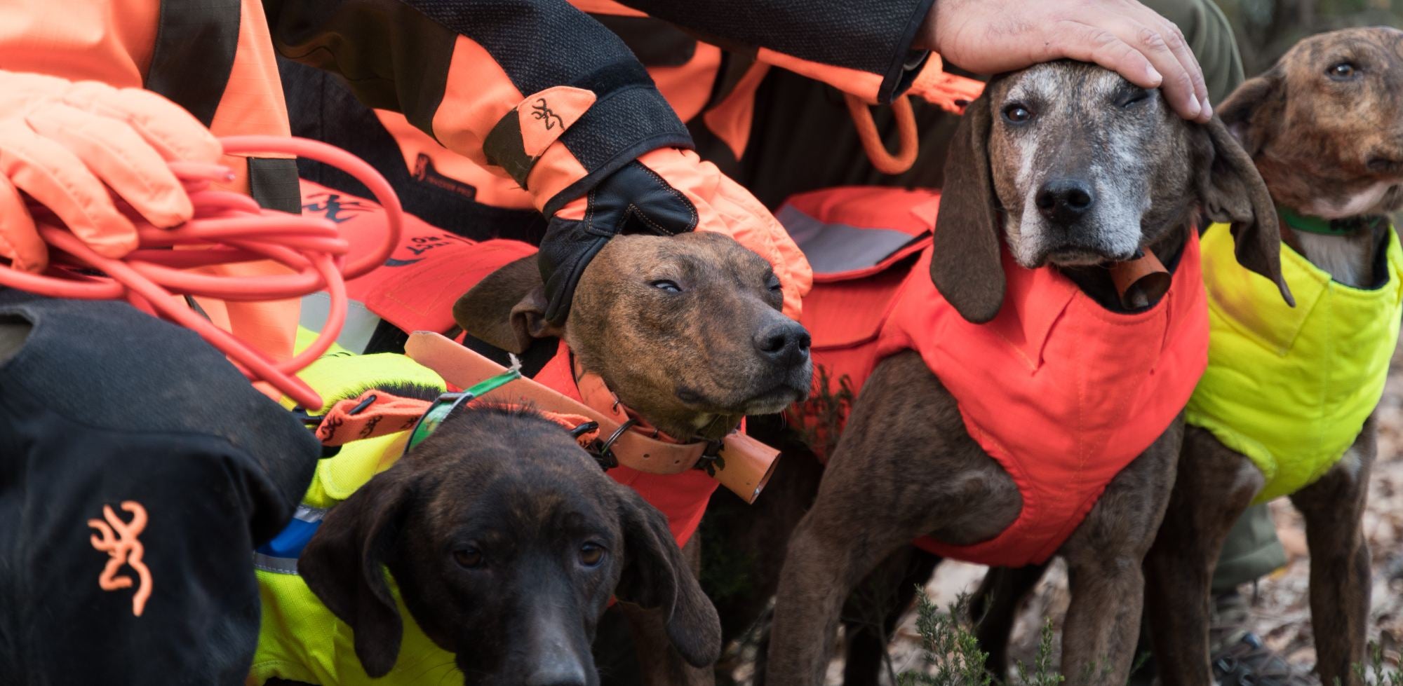 Hunting dogs: our best friends and helpers.