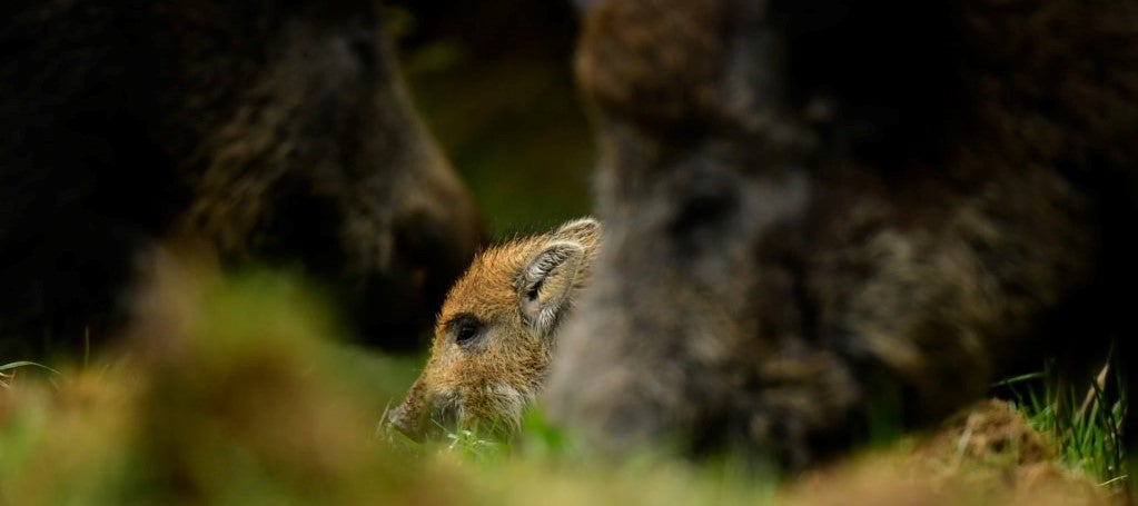 Management of wild boar in the United Kingdom